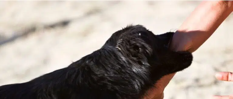 mordedura de perro