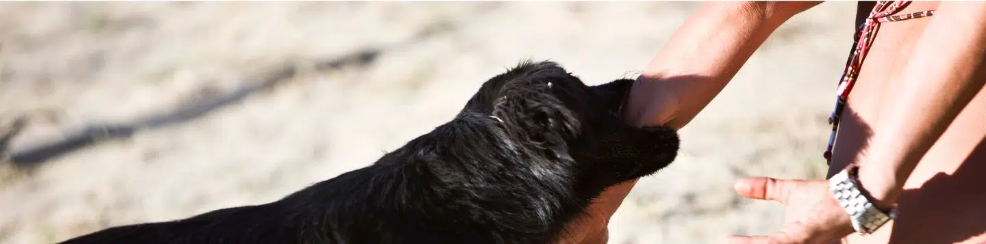 mordedura de perro